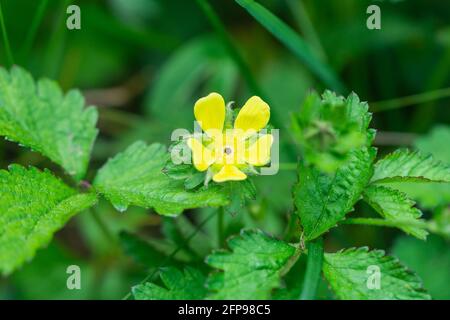 Mock fiori di fragola in primavera Foto Stock