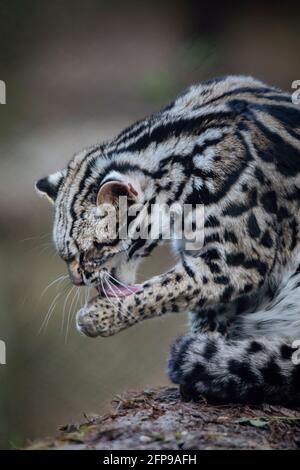 Gatto Leopardo, Prionailurus Bengalensis, Sikkim, India Foto Stock