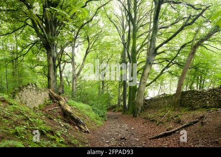 Un percorso di bridlepath attraverso i comuni faggi in estate tra Mendip Lodge Wood e Dolebury Warren nel Mendip Hills National Landscape, Upper Langford, North Somerset, Inghilterra. Foto Stock