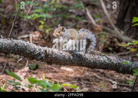 Uno scoiattolo seduto su un tronco caduto che mangia un dado ha fatto un'incurvata dall'allarme della foresta e informato su un giornata di sole in primavera Foto Stock