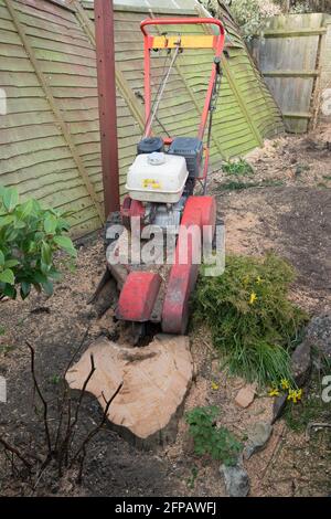 Segatura da macchina macinacaffè taglierina l'albero al giardino Foto Stock