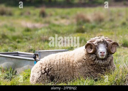 Un ritratto di una pecora corna nella campagna britannica Foto Stock