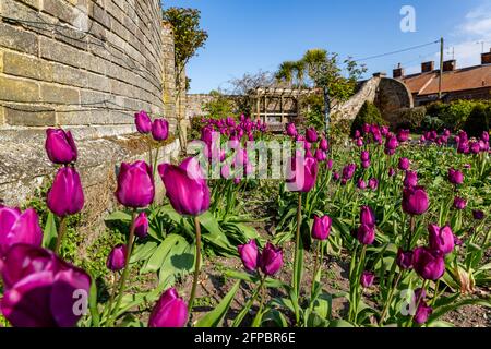 Tulipani rosa e viola piantati in un fiore di un parco pubblico letto in una giornata estiva limpida Foto Stock