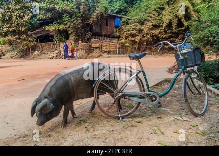 BAGO, MYANMAR - 10 DICEMBRE 2016: Bicicletta e un maiale su una strada nella città di Bago. Foto Stock