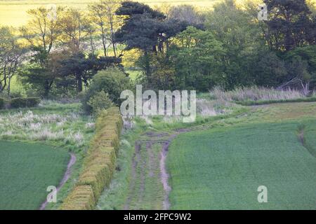 Green Belt, a sud di Edimburgo, Scozia Foto Stock