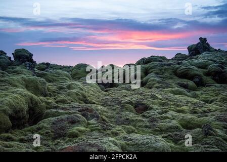 Foto del paesaggio islandese al tramonto con campo di roccia vulcanica coperto in muschio verde con un bel cielo viola e rosa Foto Stock