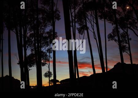 Luna crescent attraverso Silhouette di Blue Gum alberi all'alba, Coetzenberg, Stellenbosch Foto Stock