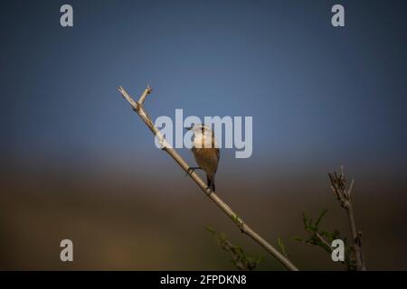 Stonechat comune, Saxicola torquatus, Madhya Pradesh, India Foto Stock