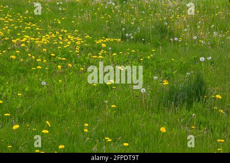 Dandelions in un prato inzuppato Foto Stock