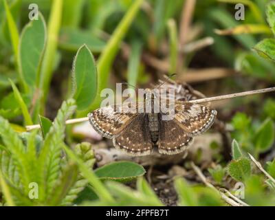 Skipper dingy poggiato a terra Foto Stock