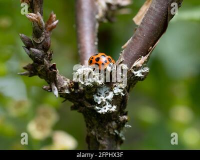 primo piano macro con sfondo verde sfocato di un punteggiato ladybug sui rami di una pianta di curry Foto Stock