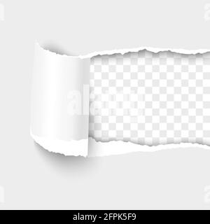 Carta strappata da destra a sinistra, foglio bianco con ombreggiatura e arricciatura. Modello di carta vettoriale 3d realistico. Illustrazione Vettoriale