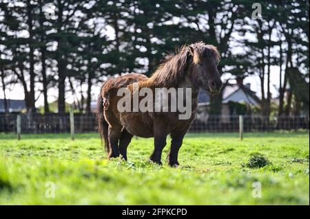 Bella vista closeup basso terreno di carino marrone scuro pony shetland godendo la luce del sole alla fattoria Goatstown a Dublino, Irlanda. Messa a fuoco morbida e selettiva Foto Stock