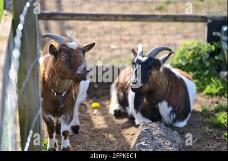 Bella vista closeup di due capre che riposano accanto alla recinzione in legno presso la fattoria Goatstown a Dublino, Irlanda. Messa a fuoco morbida e selettiva Foto Stock