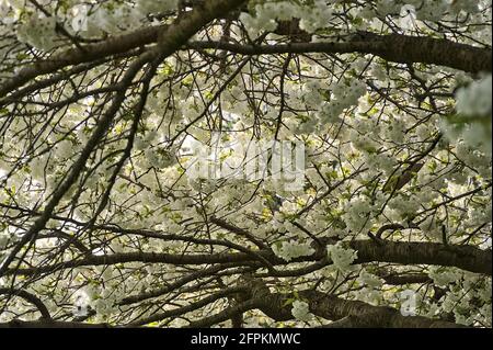 Bella vista closeup della delicata ciliegia bianca primaverile (Prunus Shogetsu Oku Miyako) fiore albero in Herbert Park, Dublino, Irlanda Foto Stock