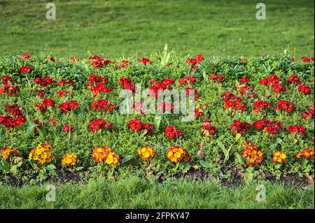 Bella vista closeup del campo di fiori di viola rosso e giallo primavera (Viola) a Herbert Park, Dublino, Irlanda. Messa a fuoco morbida e selettiva. Terre di fiori Foto Stock
