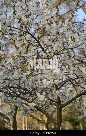 Bella vista a distanza di delicato ciliegio bianco primaverile (Prunus Shogetsu Oku Miyako) fiore albero in Herbert Park, Dublino, Irlanda Foto Stock