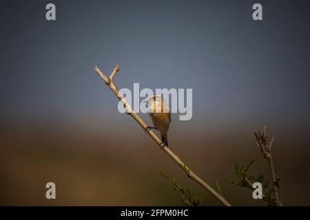 Stonechat comune, Saxicola torquatus, Madhya Pradesh, India Foto Stock