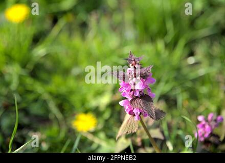 Purpurpureo di Lamium fiorito sul prato durante la giornata di sole Foto Stock