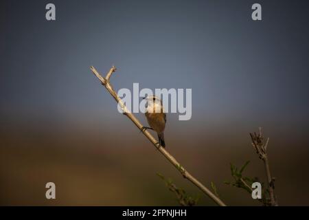 Stonechat comune, Saxicola torquatus, Madhya Pradesh, India Foto Stock