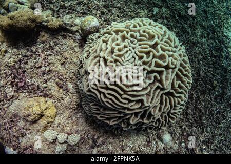 Foto closeup di corallo cerebrale scanalato marrone chiaro a lato della barriera corallina, forma molto rotonda. Foto scattata durante l'immersione Scuba nel caldo mare tropicale di Indon Foto Stock