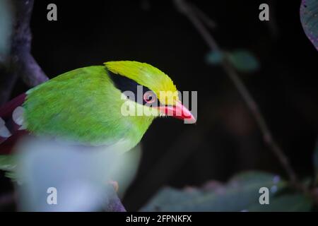 Green Magpie, Cissa chinensis, Okre, Sikkim, India Foto Stock