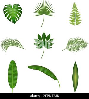 Set di foglie tropicali isolate Illustrazione Vettoriale
