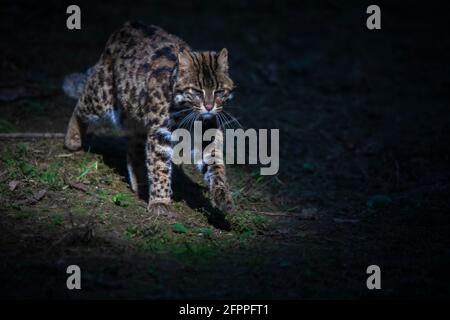 Gatto Leopardo, Prionailurus Bengalensis, Sikkim, India Foto Stock