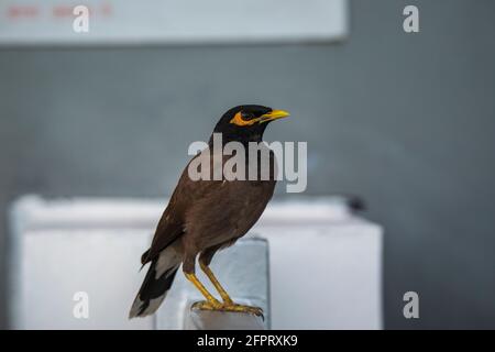 Myna comune, Acristheres tristis, Jhalana, Rajasthan, India Foto Stock