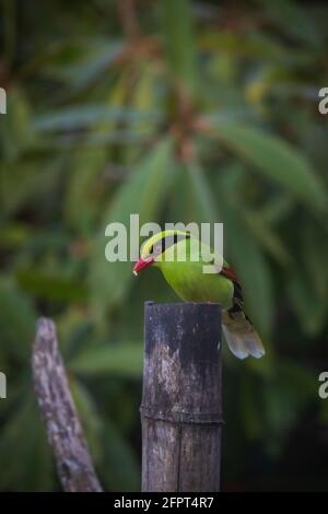 Green Magpie, Cissa chinensis, Okre, Sikkim, India Foto Stock