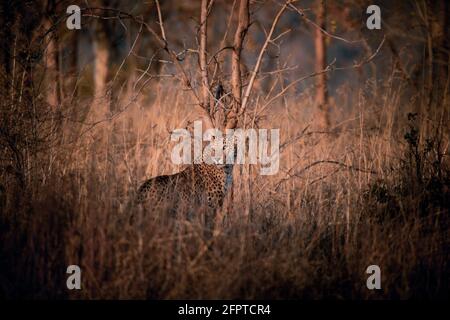 Indiano leopardo maschio, Panthera pardus fusca, panna Tiger Reserve, Madhya Pradesh, India Foto Stock