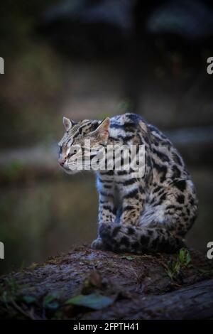 Gatto Leopardo, Prionailurus Bengalensis, Sikkim, India Foto Stock