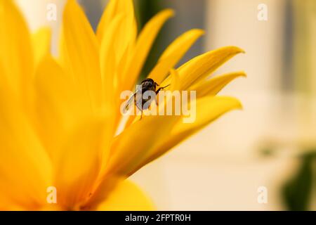 Fly macro fiore giallo. Una piccola mosca nera si siede indietro su un petalo giallo. Primi piani di insetti. Un momento di natura selvaggia, un'estate orizzontale c Foto Stock