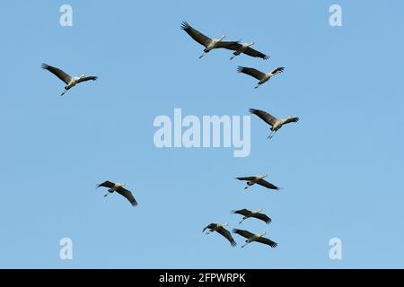 Flock of Common / Eurasian Cranes (Grus grus) giovani liberati dal progetto Great Crane, avvicinandosi in volo, Somerset livelli e Moors, Regno Unito. Foto Stock