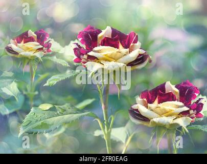 Fiori rosa bicolore con gocce di pioggia su sfondo verde non focalizzato. Messa a fuoco selettiva Foto Stock