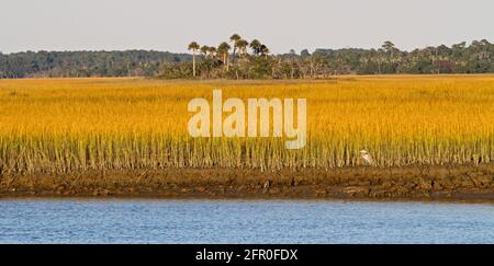 Bassa marea in una palude di sale del South Carolina con grande airone blu. Foto Stock