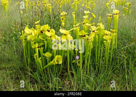 Yellow Pitcher Plant (Sarracenia fava var rugelii), Northwestern Florida, Spring, USA, di James D Coppinger/Dembinsky Photo Assoc Foto Stock