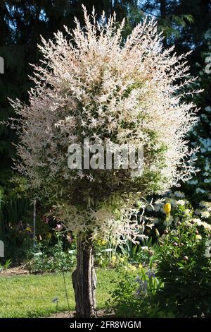 Salix integra 'Hakuro-Nishiki', un albero di salice. Foto Stock