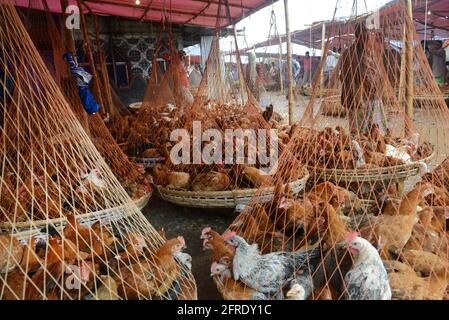 Il mercato all'ingrosso del pollo al bazar di Karwan a Dhaka, Bangladesh. Foto Stock