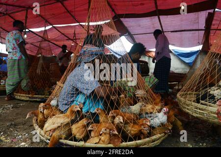 Il mercato all'ingrosso del pollo al bazar di Karwan a Dhaka, Bangladesh. Foto Stock