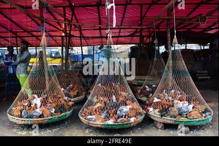 Il mercato all'ingrosso del pollo al bazar di Karwan a Dhaka, Bangladesh. Foto Stock