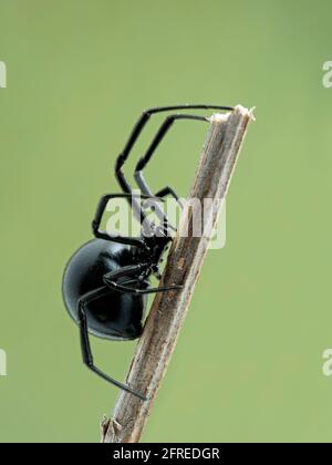 Vista laterale di una femmina occidentale vedova ragno nero (Latrodectus hesperus) salendo su bastone morto Foto Stock