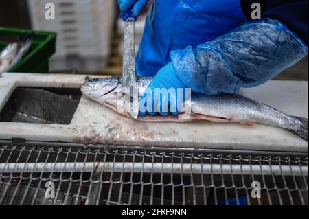 Un lavoratore taglia la testa di una trota con un coltello. Foto Stock
