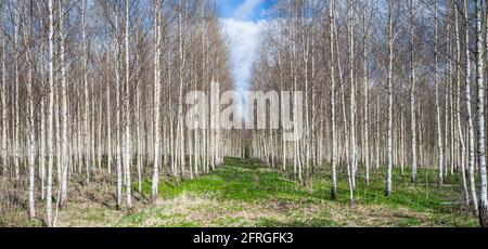 Primavera, autunno paesaggio con la foresta di uccelli. Piantagione di alberi di betulla in campagna in primavera. Vista panoramica. Foto Stock