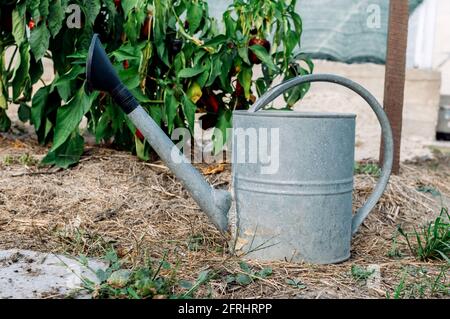 Molti pomodori ciliegini gialli in una serra al sole. Mini pomodori. Mazzi di pomodori gustosi e succosi in giardino. Foto di crescere sano Foto Stock