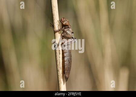 Un Hairy Dragonfly, Brachytron pratense, exuvia, il caso larval che la Dragonfly è appena emerso da su una canna sulla riva di uno stagno. Foto Stock