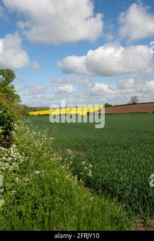 Campagna del Warwickshire vicino ad Alcester in primavera, Inghilterra, Regno Unito Foto Stock