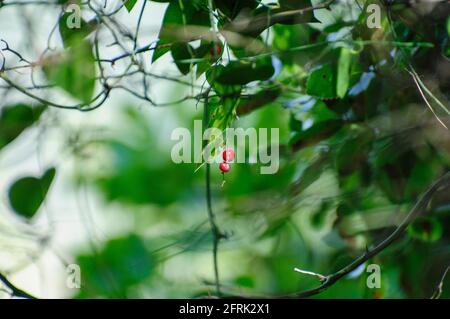 Bacche di bryony nero (Dioscorea communis) fotografate in Israele nel mese di marzo Foto Stock