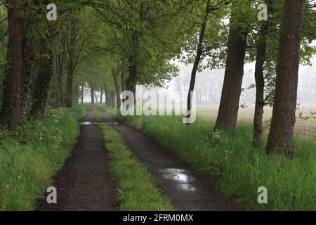 Strada di campagna alberata. Una tipica foresta tedesca con querce e faggi. Ivy cresce sul tronco di alcuni alberi. È ancora un po' sciugnoso Foto Stock