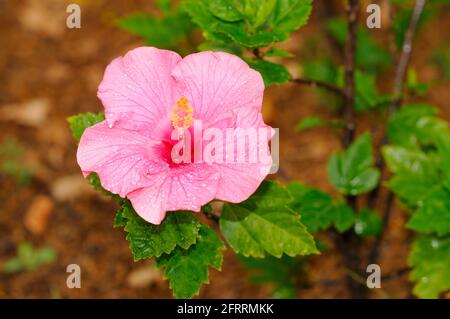 Un bellissimo hibiscus rosa (focalizzato sui petali) Foto Stock